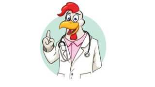 Rooser doctor with stethoscope vector illustration