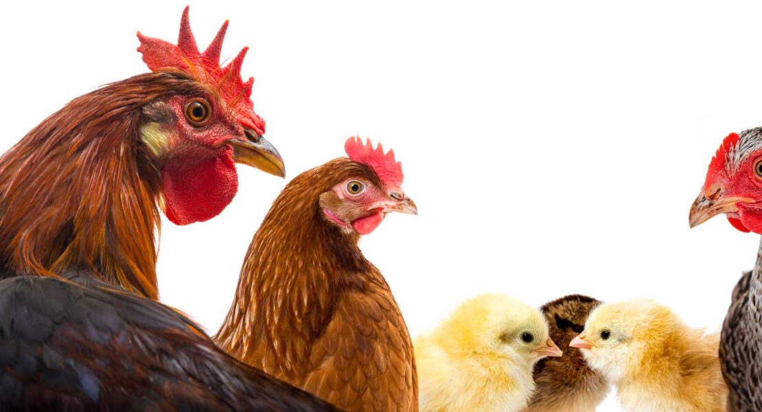 AdobeStock_169278263