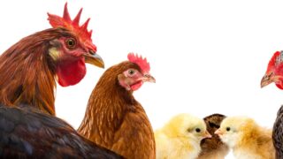 AdobeStock_169278263