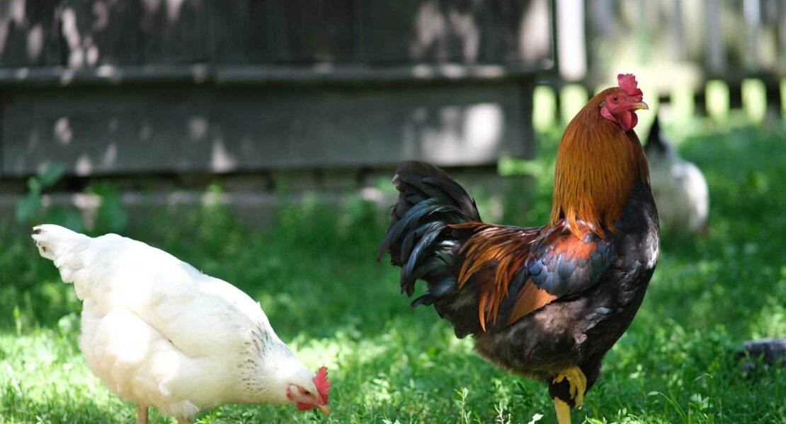 Depositphotos_482864466_XL-pollo-e-gallina-freerange