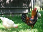 Depositphotos_482864466_XL-pollo-e-gallina-freerange