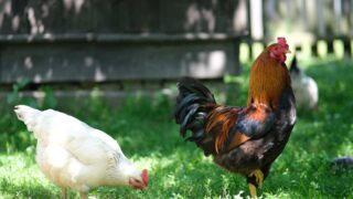 Depositphotos_482864466_XL-pollo-e-gallina-freerange
