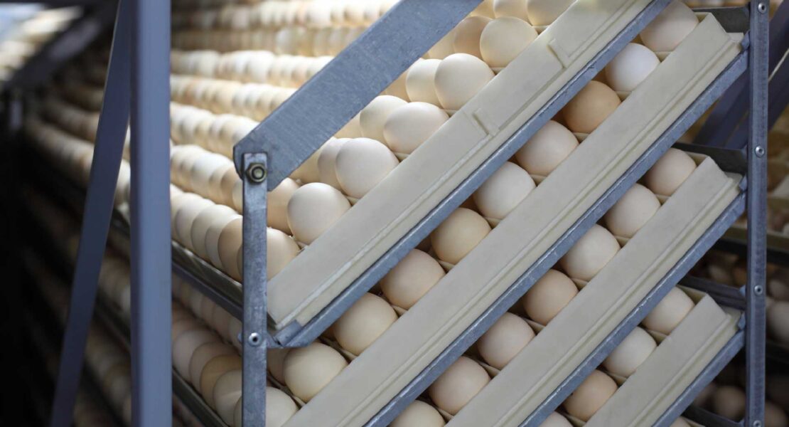 Depositphotos_15649707_L-plateau-uova-incubate