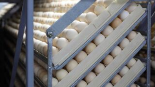 Depositphotos_15649707_L-plateau-uova-incubate