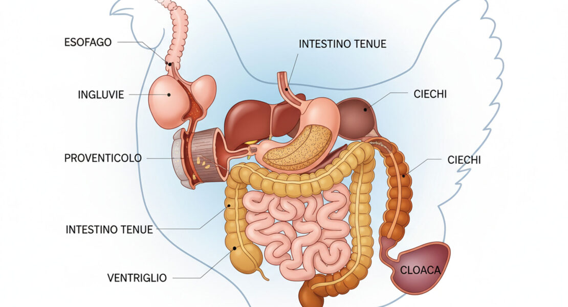 Apertura-ITA-Depositphotos_881871744_XL-intestino-pollo