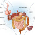 Apertura-ITA-Depositphotos_881871744_XL-intestino-pollo