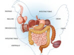 Apertura-ITA-Depositphotos_881871744_XL-intestino-pollo