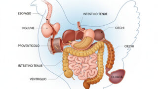 Apertura-ITA-Depositphotos_881871744_XL-intestino-pollo
