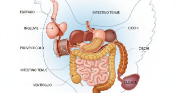 Apertura-ITA-Depositphotos_881871744_XL-intestino-pollo
