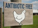 Depositphotos_896076668_XL antibiotic free-cmpr2