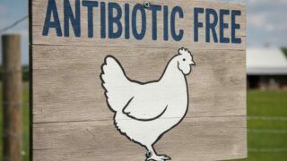 Depositphotos_896076668_XL antibiotic free-cmpr2