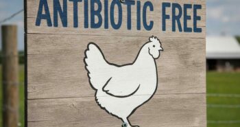 Depositphotos_896076668_XL antibiotic free-cmpr2