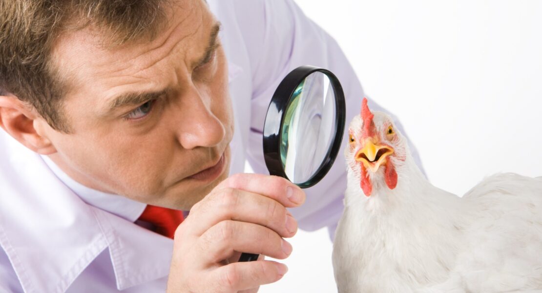 Depositphotos_10718412_XL lente ingrandimento su pollo cmpr