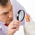 Depositphotos_10718412_XL lente ingrandimento su pollo cmpr