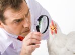 Depositphotos_10718412_XL lente ingrandimento su pollo cmpr