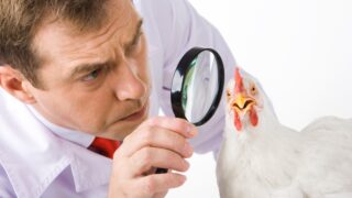 Depositphotos_10718412_XL lente ingrandimento su pollo cmpr