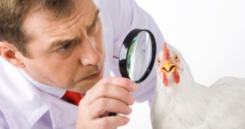 Depositphotos_10718412_XL lente ingrandimento su pollo cmpr