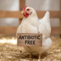 Depositphotos_901351070_XL antibiotic free cmpr