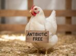 Depositphotos_901351070_XL antibiotic free cmpr
